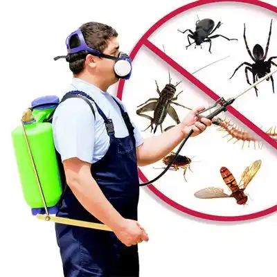 pest control Arbutus